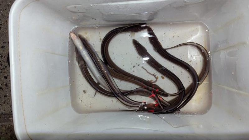 予想外の釣果 真冬のアナゴ釣り