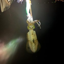 【白浜〜田辺エリア】冬イカ発見!