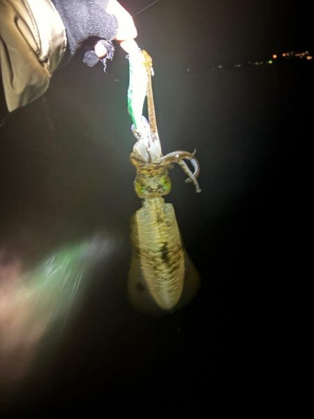 【白浜〜田辺エリア】冬イカ発見!