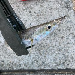 朝マズメのカマス釣りで9匹GET