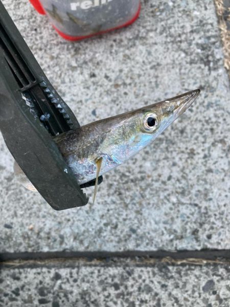 朝マズメのカマス釣りで9匹GET