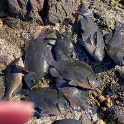 地磯でクロ釣り