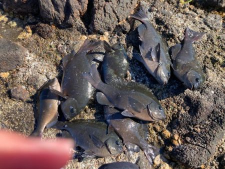 地磯でクロ釣り