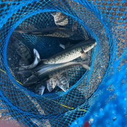 フカセ釣りにてチヌ狙い