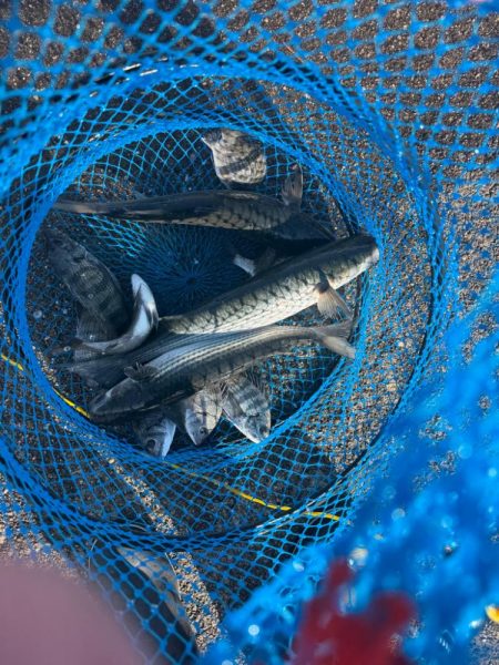 フカセ釣りにてチヌ狙い