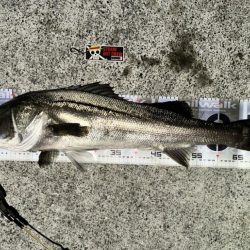 nanaoさんのおかげで2025年一発目のシーバスを頂きました！