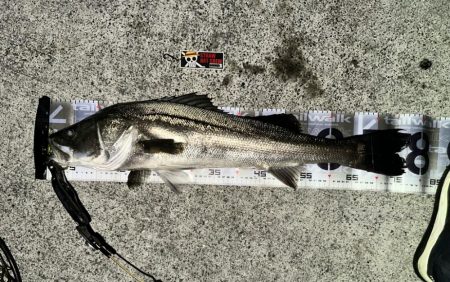 nanaoさんのおかげで2025年一発目の…