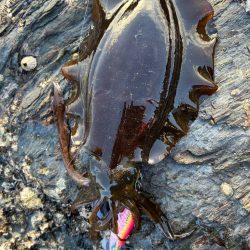 寒さを吹き飛ばすアタリ