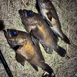 早朝メバリング