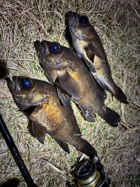 早朝メバリング