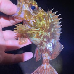 メバルを探して…