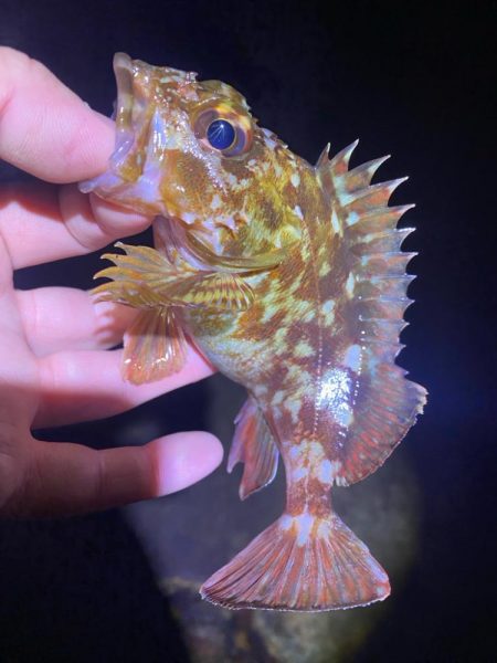 メバルを探して…