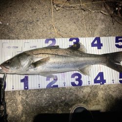 シーバスフィッシング