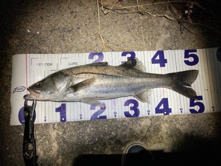 シーバスフィッシング