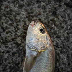 2025年初ゲット!