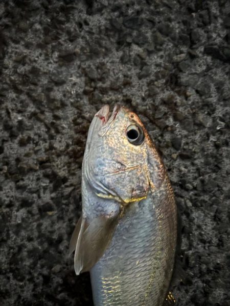 2025年初ゲット!