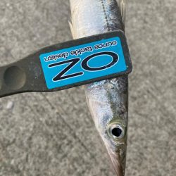 朝マズメのカマス釣りで3匹GET