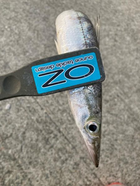 朝マズメのカマス釣りで3匹GET