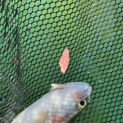 八尾の久宝寺でプールトラウト