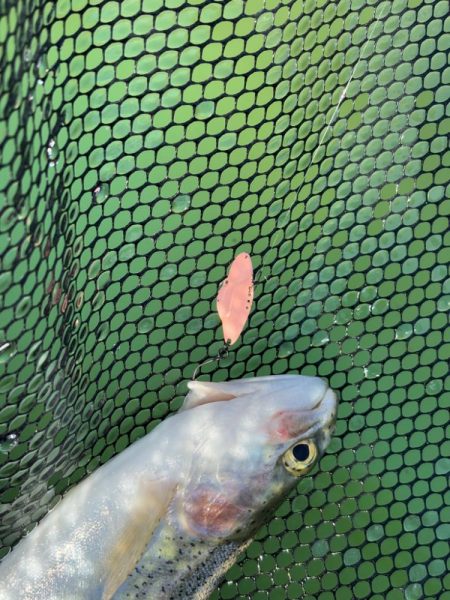 八尾の久宝寺でプールトラウト