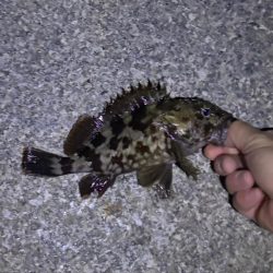 ガシリング釣れました♪