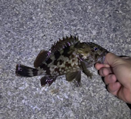 ガシリング釣れました♪