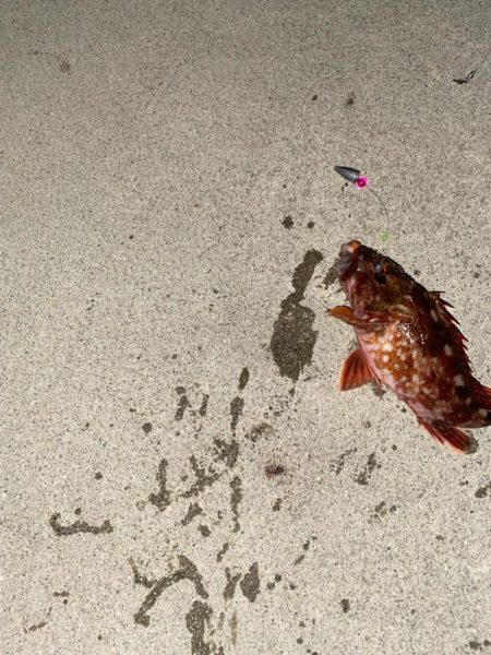 良型のキジハタとカサゴ