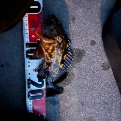 根魚ライトゲーム