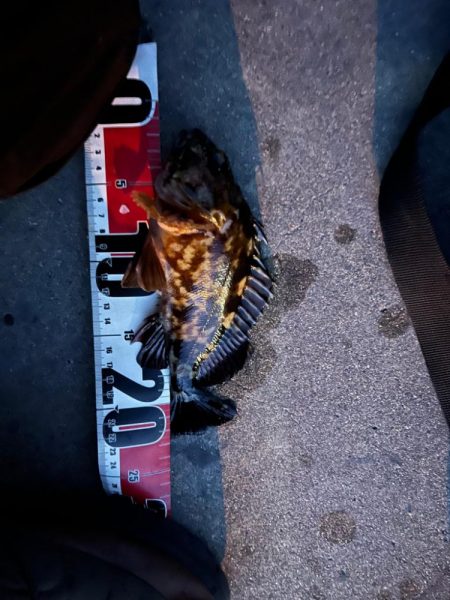 根魚ライトゲーム