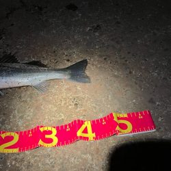 一時間だけのタイムアタック