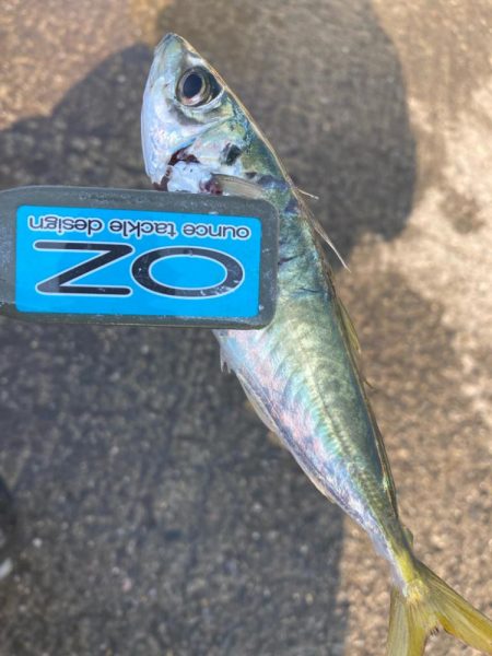 サビキでアジ釣り