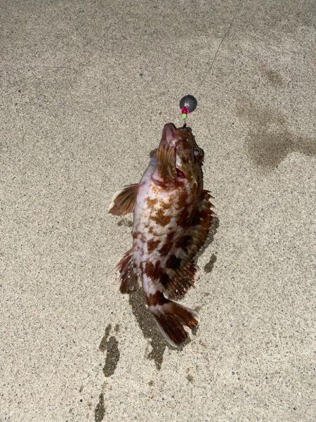 根魚