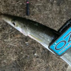 朝マズメのカマス釣りで15匹GET