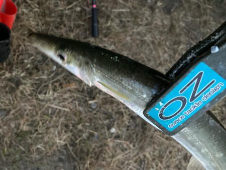 朝マズメのカマス釣りで15匹GET