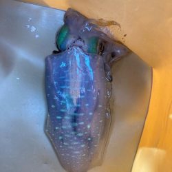 久しぶりのアオリ