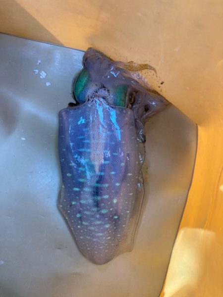 久しぶりのアオリ