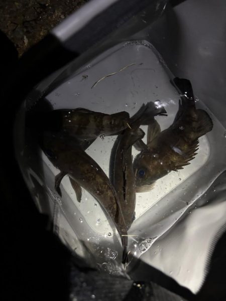 今年の初プラグ釣果