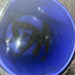 今年初のメバルちゃん