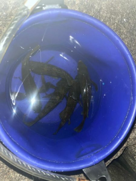 今年初のメバルちゃん