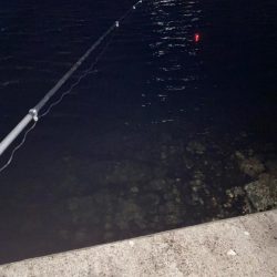 ハッピーニューイヤーは新釣法で!