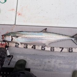 今年初釣りで特選サワラ!