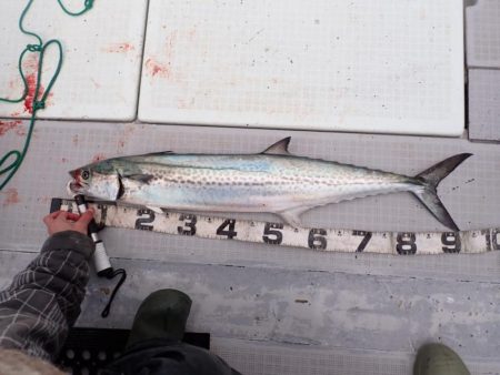 今年初釣りで特選サワラ!