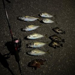 仕事終わりにアジング