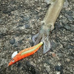 初心者でも釣れた😱