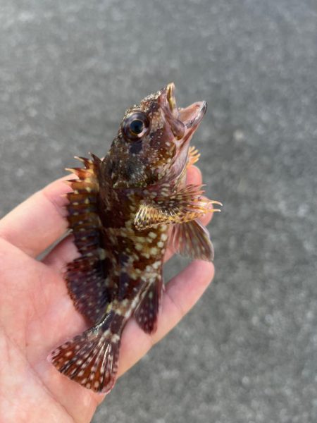 尾鷲冬のライトゲーム