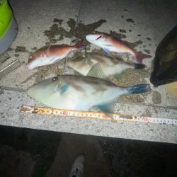 まさかのアジ 0匹………