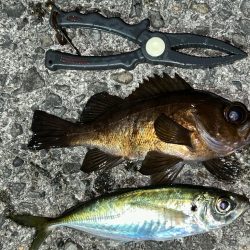 爆風強行釣行！