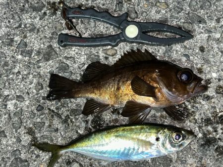 爆風強行釣行！