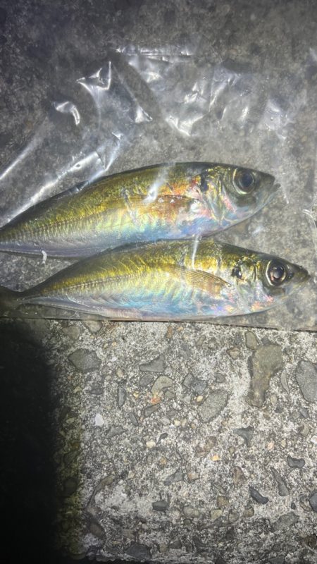 鯵を探して三千里 Vol.93