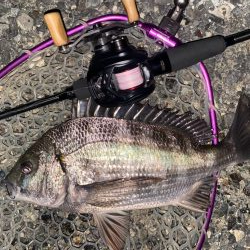 今夜もチニング！